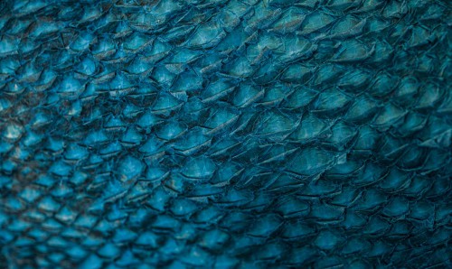 9  Blue salmon fish skin